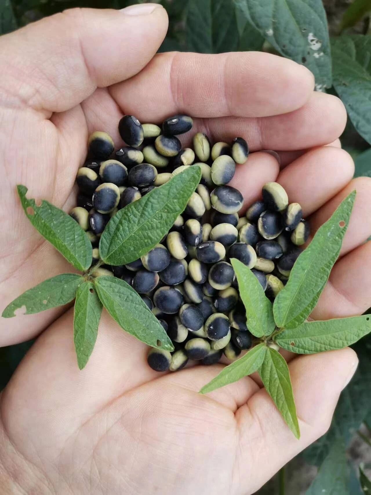 The Sova Life: From Ancient Wisdom to Modern Nutrition